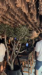 Rustic thatched interior with potted olive tree, Montenegro