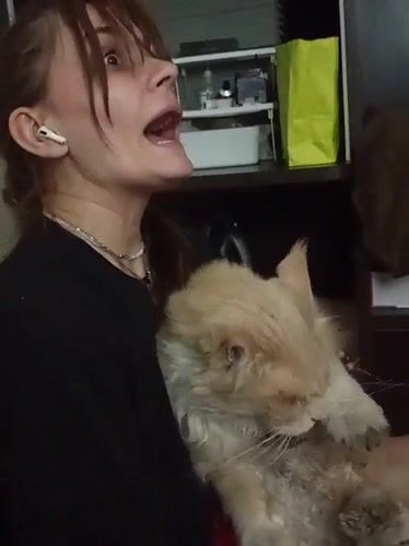 Cat lover tends to multiple kittens in Almaty apartment