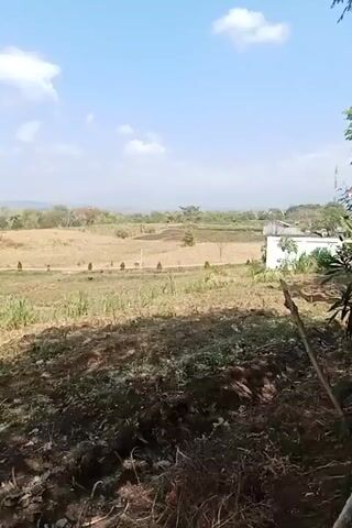 The video pans across an open field with dry grass and some sugarcane plants in the foreground. A dirt path or road runs through the middle of the field, lined with small, decorative trees. In the background, there are several houses with white walls and dark roofs, surrounded by trees. The sky is blue with scattered white clouds. The overall scene appears to be rural and dry, possibly during a dry season.