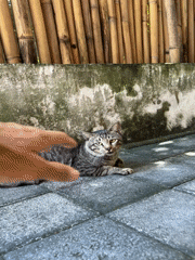 Tabby cat rests on concrete in North Kuta