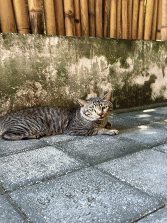 Tabby cat rests on concrete in North Kuta