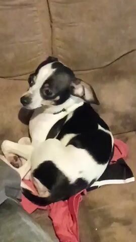 A close-up shot shows a small, black and white dog sitting on a brown couch. The dog is mostly white with black patches on its back and head. It has floppy ears and large, expressive eyes that are focused on the camera. The dog is sitting on a red cloth. Part of a person's leg, covered in grey pants, is visible on the left side of the frame. The background consists of the texture of the brown couch. The dog briefly turns its head to the side. The lighting in the room is moderate, and the video is slightly shaky.