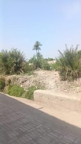 The video displays a static shot of a rural landscape under a clear, bright blue sky, indicating daytime. In the foreground, a paved path, possibly made of bricks or pavers, is visible on the left, running alongside a small dirt embankment and a low, light-colored concrete or stone wall on the right. Beyond this, a rough, unpaved area of dirt and rocks is covered with various types of green vegetation, including dense bushes and some smaller plants. In the mid-ground, a cluster of palm trees stands out against the sky, with other green trees and bushes scattered across the scene. The overall impression is one of a sun-drenched, natural environment, consistent with a rural area in a warm climate. No people or visible text are present in the video.