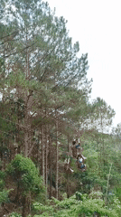 Adventure activity captured in Da Lat forest canopy