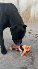 Dogs observed eating and resting in Pazardzhik yard