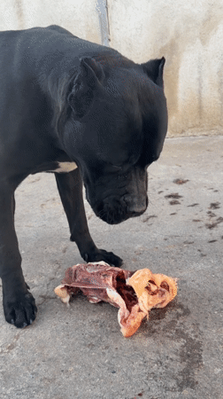 Dogs observed eating and resting in Pazardzhik yard