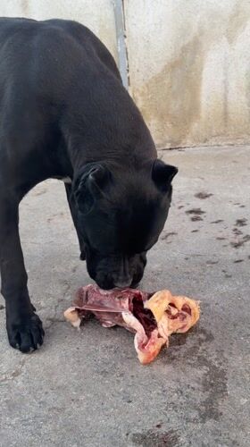 Dogs observed eating and resting in Pazardzhik yard
