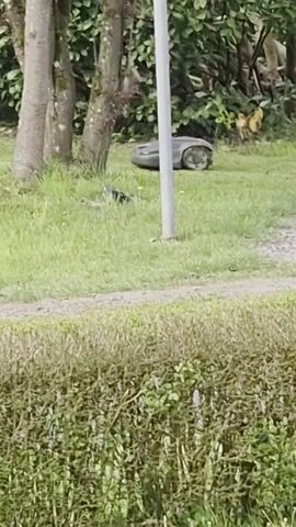 A robotic lawnmower operates on a green lawn in Arlon, Belgium, during the daytime. The robotic mower, dark in color, is actively cutting the grass, moving from right to left across the frame, then turning and moving back.

The scene depicts an outdoor grassy area, likely a garden or park. In the background, several tree trunks with green foliage are visible, and behind them, more dense green shrubbery. A light-colored pole stands vertically near the center of the frame, slightly to the right. A narrow dirt or gravel path runs horizontally across the middle ground. In the immediate foreground, a dense, green hedge with some brown, possibly dried, leaves is visible, slightly out of focus. On the far left in the background, a portion of a light-colored building wall is discernible. The overall lighting suggests an overcast or cloudy day, as there are no harsh shadows. No people are visible in the video.