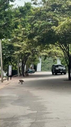 A monkey is sitting on an asphalt road, facing away from the camera. To the left of the monkey, there is a sidewalk with trees lining it. Further down the road, there are two motorcycles parked under a tree. Beyond the motorcycles, a dark-colored SUV is visible driving away from the camera. The environment appears to be outdoors, possibly a park or a road in a forested area, with abundant greenery from trees. The lighting suggests it is daytime.