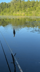Afternoon fishing on a quiet Riga waterway, small catch included
