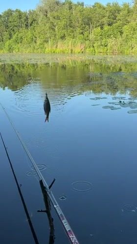 Afternoon fishing on a quiet Riga waterway, small catch included