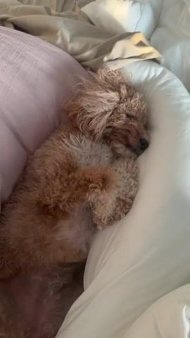 This is a short video clip showing a small, fluffy, light brown poodle curled up asleep on a bed. The dog is lying on its back, with its paws tucked in towards its chest. Its eyes are closed, and its head is resting on a large white pillow. The dog's fur is curly and appears soft. The bedding consists of white sheets and a light purple blanket draped over the dog and the bed. The scene appears to be indoors, likely a bedroom, given the presence of the bed and pillows. The lighting suggests it might be daytime, possibly morning or afternoon, with soft, natural light coming from the side, casting gentle shadows. The overall mood is peaceful and cozy, highlighting the dog's comfortable sleep. There is no visible text in the media file. The location context is Boca Raton, United States of America.