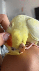 Person tenderly interacts with pet cockatiel in Krasnoyarsk home