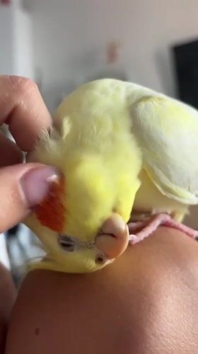 Person tenderly interacts with pet cockatiel in Krasnoyarsk home