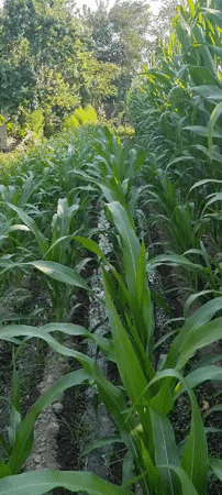 Irrigated cornfield in full growth, Jomi, Tajikistan