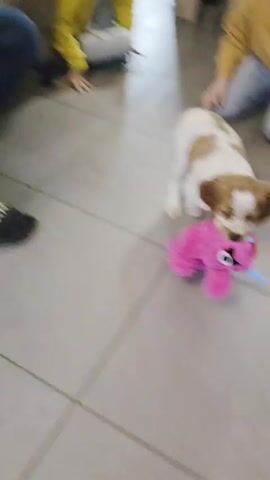 A medium shot shows a puppy playing with a bright pink, stuffed toy on a tile floor. The dog is white with brown ears and spots, and it chews on the toy, moving its head back and forth. In the background, a person in light gray pants and black shoes is seen standing. The camera angle shifts slightly as the dog rolls onto its side, still chewing on the toy. The background includes a chair leg and some clothing.