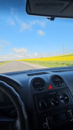 Driver passes through yellow flower fields near Haskovo, Bulgaria