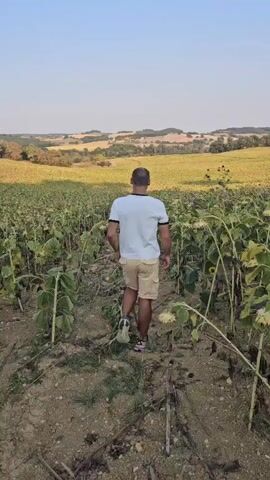 A man walks through a field of sunflowers. He is wearing a white t-shirt and khaki shorts. The sunflowers are tall and green, with some of them wilting. The field is surrounded by rolling hills and a clear blue sky. The man is walking away from the camera, and the scene is peaceful and serene.