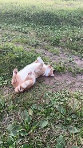 A ginger and white cat is lying on its back on a patch of dirt and grass, with its legs in the air. The cat rolls onto its side and then curls up into a ball, tucking its head and tail in. The cat appears to be grooming itself. The background is a blurred field of green grass and some dirt.