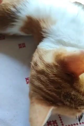 A person's hand pets a white and orange cat lying on a patterned surface. The cat's head is turned to the side, with its mouth slightly open and whiskers visible. The hand strokes the cat's back and side. The patterned surface appears to be a cloth with red and white embroidery.