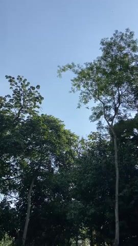 The video shows a view of tall trees against a clear blue sky with scattered white clouds. The camera appears to be pointed upwards, capturing the leafy canopies of the trees and the sky above. There are no people clearly visible in the frame. The environment is predominantly natural, with lush green foliage. The scene suggests an outdoor setting, possibly a park or a forest, on a bright day. The video is brief, lasting only a few seconds.