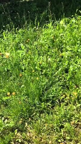 The video shows a patch of overgrown green grass with small orange flowers scattered throughout. The camera is positioned low to the ground, looking upwards into the vegetation. The lighting suggests it is daytime and sunny. There are no people or animals visible in the frame. The scene appears to be a natural outdoor environment, possibly a meadow or a field. The grass is long and varied, with some thinner stalks reaching higher than the broader leaves. The orange flowers are small and bright, adding pops of color to the green backdrop.