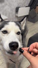 Pets, silly faces, and dancing during a laid-back home hangout