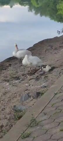 A video clip shows a family of swans on a rocky shoreline next to a body of water. Two adult swans, one standing and one bending its neck downwards, are positioned near the water's edge. To the right of the adult swans, two cygnets are resting on the ground, one curled up and the other partially visible. The environment includes a textured shoreline with rocks and dirt, and the water reflects the sky and trees from the opposite bank. The lighting suggests it is daytime.