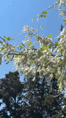 Daily life documented across Tbilisi during sunny spring morning