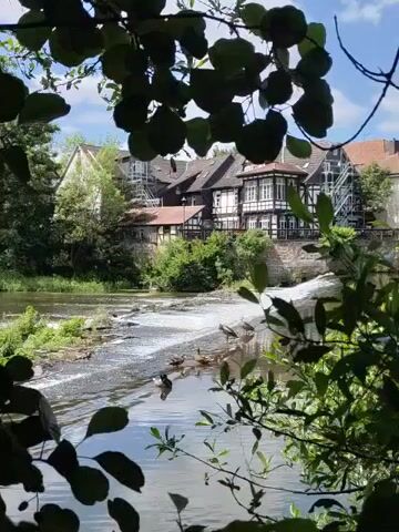 A video shows a body of water with several ducks swimming in it. In the background, there are buildings with white and brown facades and red roofs. Some of the buildings appear to be under construction, with scaffolding visible. The scene is framed by dark green leaves in the foreground.