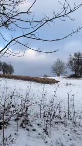 The video shows a flock of sheep moving across a snow-covered field on a partly cloudy day. The sheep appear to be medium-sized and mostly covered in light wool. They walk relatively closely together in a long, dense line, seemingly following a path through the snow. The field is a mix of snow and ground cover, with leafless bushes and bare tree branches in the foreground framing the view.  In the background, several bare trees are visible along the edge of the field, and in the distance, an electrical structure stands. The sky is overcast with patches of blue showing through. The overall scene evokes a sense of a rural winter landscape.