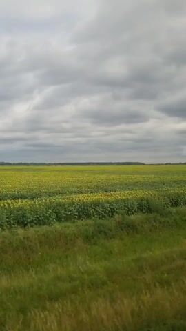 A slow pan across a vast field of sunflowers under a cloudy sky. The foreground consists of green grass and weeds. In the middle ground, a large area of sunflowers can be seen, appearing as a field of yellow and green. The background shows a treeline and the horizon. The sky is filled with heavy, gray clouds, suggesting an overcast day. There are no people or animals visible in the video. The camera movement is smooth and continuous.