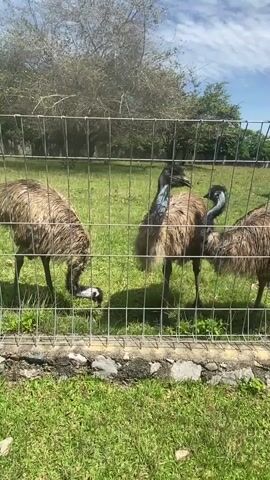 Three emus are in a grassy enclosure, separated from the viewer by a wire fence. The emu on the left is eating grass, while the emu in the middle is standing upright, its head raised. The emu on the right is partially visible. Bird calls are audible in the background. Behind the fence, there are trees and a partly cloudy sky. The ground near the fence is a mix of grass and rocks.