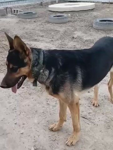 A German Shepherd dog stands on a dirt ground with a metal fence in the background. The dog is looking to the left and panting with its tongue out. In the background, there are some old tires and a round, concrete object.