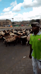 Sheep herd halts Nairobi traffic during street crossing