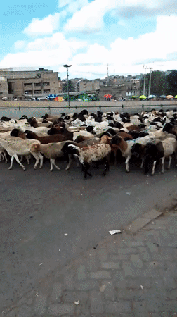 Sheep herd halts Nairobi traffic during street crossing