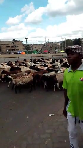 Sheep herd halts Nairobi traffic during street crossing