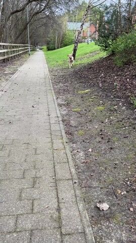 A medium shot shows a light tan Labrador retriever walking towards the camera on a paved pathway through a park. The dog is wearing a black collar and wags its tail as it approaches.  To the left of the pathway is a wooden fence, and beyond it are trees without leaves. To the right is a grassy hill with a few trees and shrubs. In the background is a red brick house. The ground is covered in fallen leaves and twigs.
