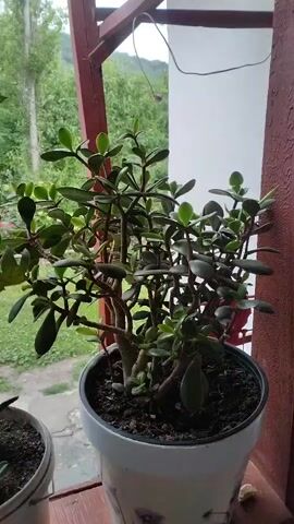 The video shows a close-up view of several potted plants placed on a wooden surface, likely a windowsill or porch railing. The plants include a jade plant with thick, green, oval-shaped leaves and a branching stem, and an aloe vera plant with spiky, succulent leaves. In the background, there is a lush green landscape with trees and a small, rustic wooden structure, possibly a shed or a small building. The lighting suggests it is daytime, possibly overcast or early morning/late afternoon due to the diffused light. The video pans slowly across the plants and the surrounding environment.