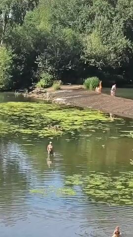 The video shows a sunny day at a lake or river with several people enjoying the water. In the foreground, a person is standing in the water, seemingly playing or cooling off. Further back, there are more people swimming and wading in the water, with some enjoying themselves on the sandy bank. The water is partially covered with green lily pads. Trees and lush vegetation surround the body of water, indicating a natural setting. A few ducks can be seen swimming amongst the lily pads. The overall atmosphere appears relaxed and recreational.