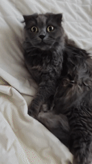 Lazy afternoon with cats in Bataysk home