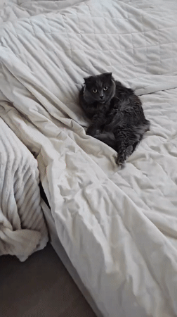 Lazy afternoon with cats in Bataysk home