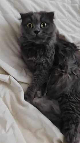 Lazy afternoon with cats in Bataysk home