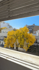 Window blinds raised revealing sunny Buenos Aires residential street