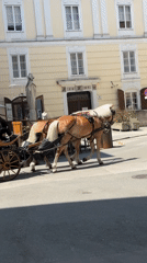 Horse carriages and a wedding shoot in Salzburg's old town