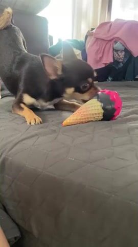 A small, brown and tan chihuahua dog is playing with a pink and black ice cream cone toy on a gray quilted bedspread. The dog is in a play bow position with its rear end up and front legs down. It is holding the toy in its mouth, shaking its head back and forth. In the background, a pile of colorful laundry is visible.