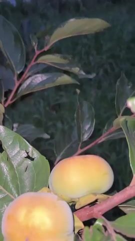 The video shows several unripe persimmons hanging on a tree branch. The persimmons are round and greenish-yellow, with some showing hints of orange. They are surrounded by green leaves, some of which appear to have small holes or damage. The background is out of focus, showing dark foliage and a blurred sky, suggesting it is either dusk or early morning. The camera moves slightly, offering different angles of the fruit on the branches. There are no people or animals visible in the video.