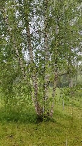 The video shows a stand of birch trees with white bark and green leaves. The trees are in a grassy area, and it appears to be raining lightly. The camera is focused on the trees and the surrounding environment. The video is short and does not contain any people or significant actions. The scene is natural and peaceful.