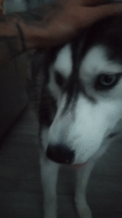Person enjoys quiet evening with husky and cat in Luxembourg