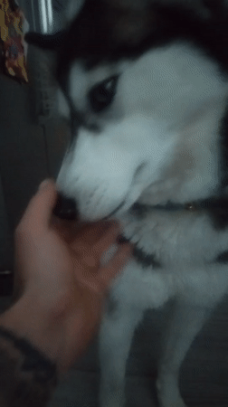Person enjoys quiet evening with husky and cat in Luxembourg